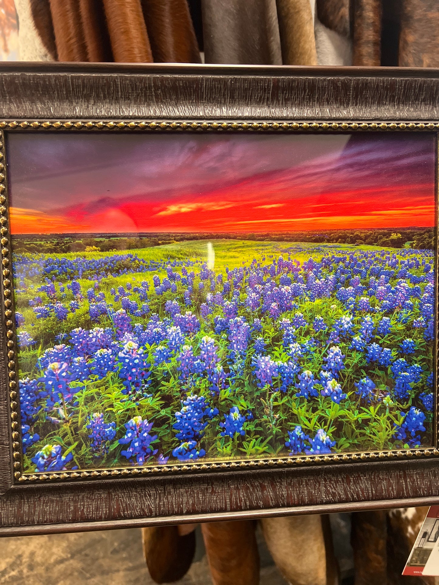 PK Blue Bonnet 11x14