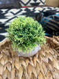 RR Boxwood Topiary