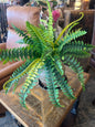 RR Faux Fern 22"