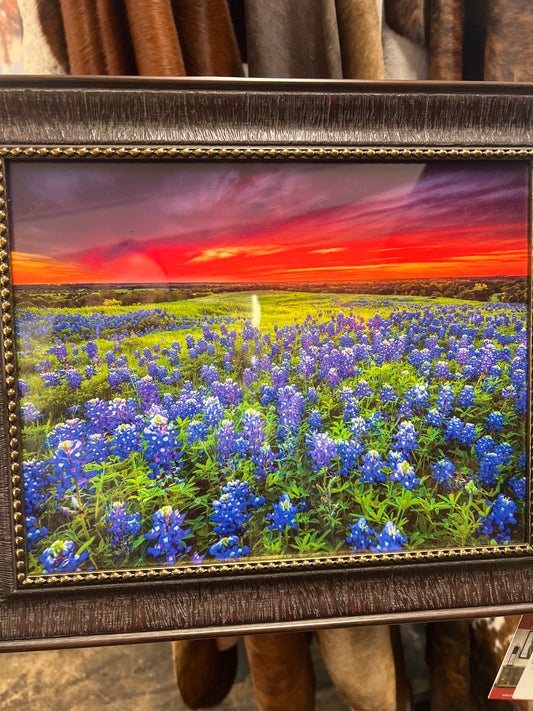 PK Blue Bonnet 11x14