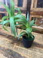 RR Mini Potted Plant